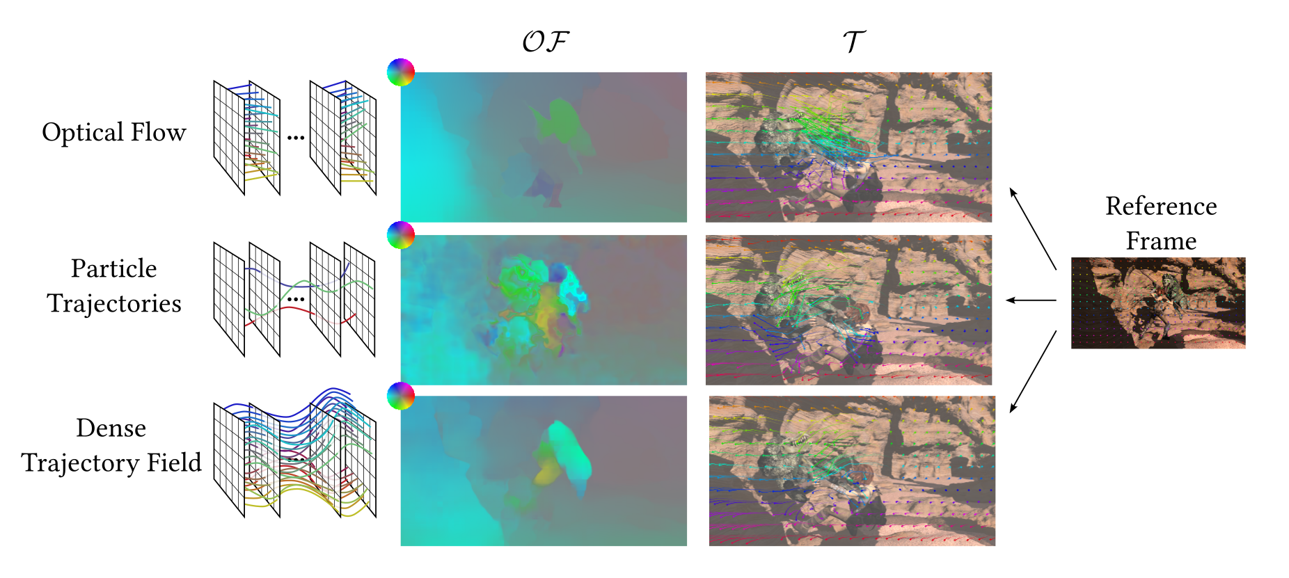 Dense Trajectory Fields leverage both dense optical-flow and long-term trajectory